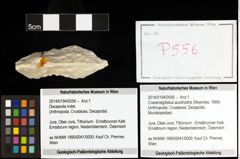 Foto (Objekt + Etiketten) von Cracensigillatus acutirostris (Moericke, 1889) 